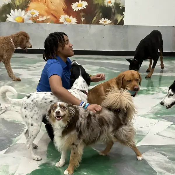 Pups socializing at K9 Rox Club daycare